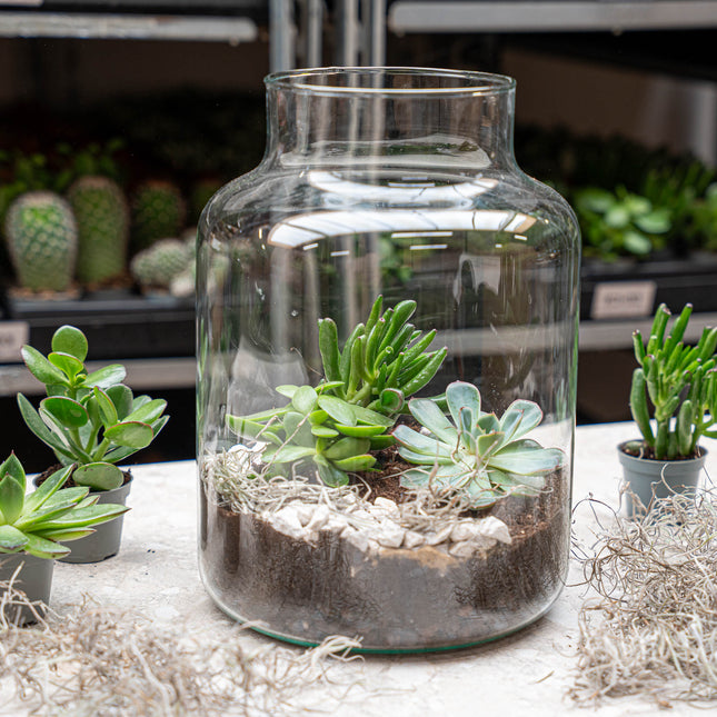 Milky Succulent - Open terrarium - Bottle garden DIY kit - Ø 21 cm ↑ 30 cm