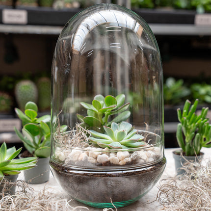 Egg XL succulente - Terrarium ouvert - Kit DIY ↑ 30 cm