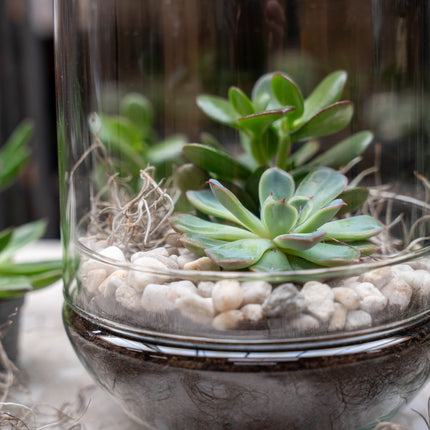 Egg XL succulente - Terrarium ouvert - Kit DIY ↑ 30 cm