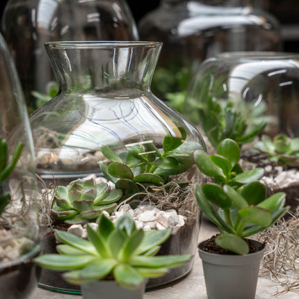 Little Joe Succulent - Open terrarium - Flessentuin DIY kit - Ø 20 cm ↑ 22 cm