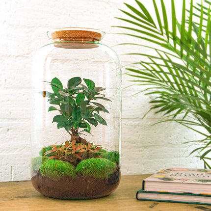 Kit DIY Terrarium • Bonsaï Sven + éclairage LED • Écosystème avec plantes • ↑ 43 cm