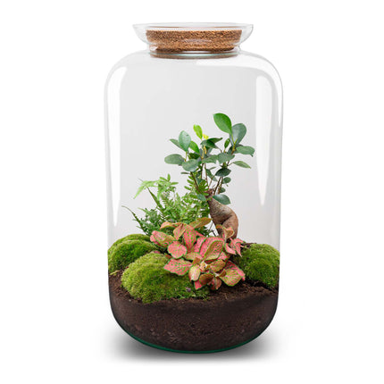 Kit DIY Terrarium • Bonsaï Sven + éclairage LED • Écosystème avec plantes • ↑ 43 cm