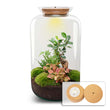 Sven XL Bonsai - Planten terrarium met licht - DIY kit - Ecosysteem plant - Ø 23 cm ↑ 43 cm
