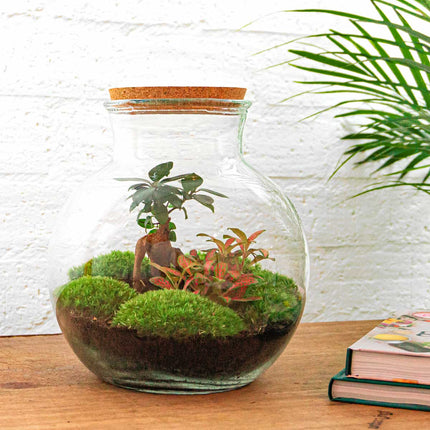 Teddy Bonsai Red - Terrarium with light - Bottle garden DIY kit - Ø 25 cm ↑ 26,5 cm