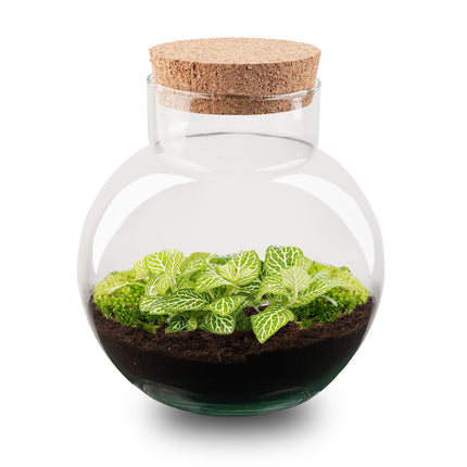 Noah - Terrarium - Bottle garden DIY kit - Ø 18.5 cm ↑ 19 cm