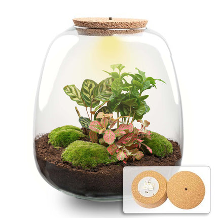 Emma - Coffea Red - Flaschengarten mit Licht - DIY Terrarium mit Pflanzen im Glas - Ø 23 cm ↑ 25 cm