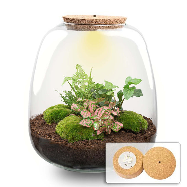 Emma - Hedera Red - Terrarium with light - Bottle garden DIY kit - Ø 23 cm ↑ 25 cm