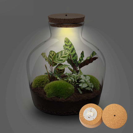 LEd light terrarium