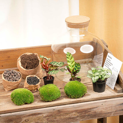 Fat Joe - Terrarium lumineux - Kit DIY - ↑ 30 cm Ø 29 cm