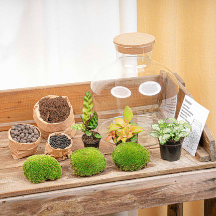Fat Joe Red - Terrarium avec éclairage - Kit DIY jardin en bouteille - ↑ 30 cm Ø 29 cm