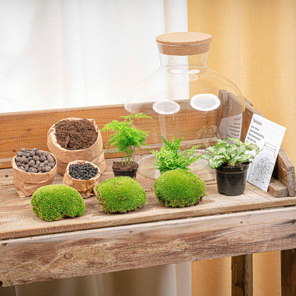Fat Joe Green - Terrarium avec éclairage - Kit DIY jardin en bouteille - ↑ 30 cm Ø 29 cm