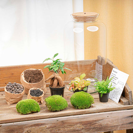 Kit DIY Terrarium • Bonsaï Sven + éclairage LED • Écosystème avec plantes • ↑ 43 cm