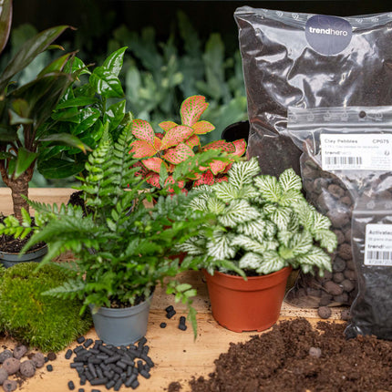 Jungle 5 - DIY Flaschengarten Starter- & Nachfüllset mit 5 Terrarienpflanzen
