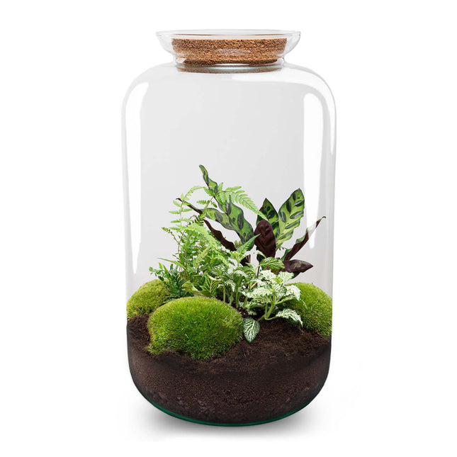 Sven XL Botanical - Terrarium with light - Bottle garden DIY kit - Ø 23 cm ↑ 43 cm