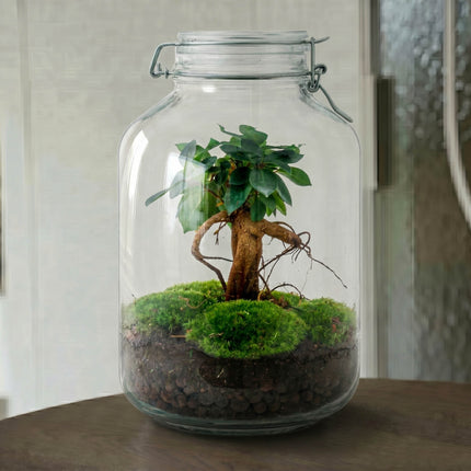  Jar Bonsai - Planten Terrarium Weckpot - DIY kit - Ecosysteem plant - Ø 18 cm ↑ 28 cm
