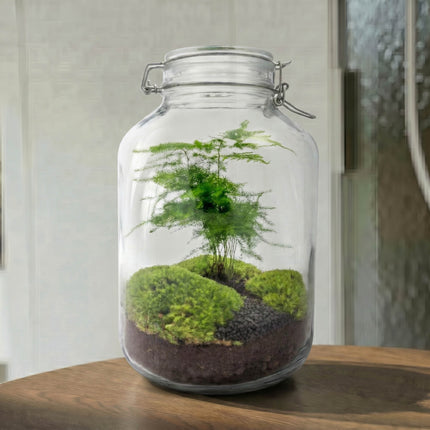  Jar Bonsai - Planten Terrarium Weckpot - DIY kit - Ecosysteem plant - Ø 18 cm ↑ 28 cm
