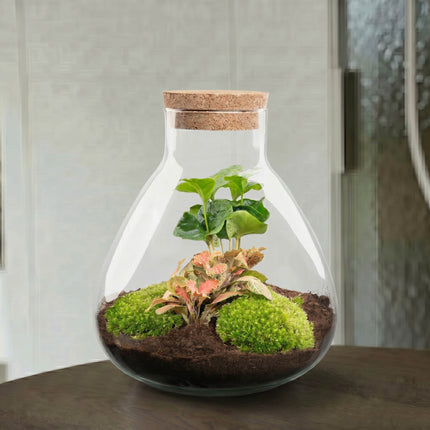 Sammie Coffea Ruby Lime - Terrarium - Kit DIY jardin en bouteille - Ø 22,5 cm ↑ 27 cm
