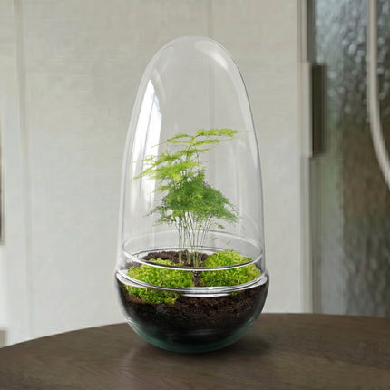 Kit DIY Terrarium • Egg Coffea Arabica • Écosystème avec plantes • ↑ 25 cm