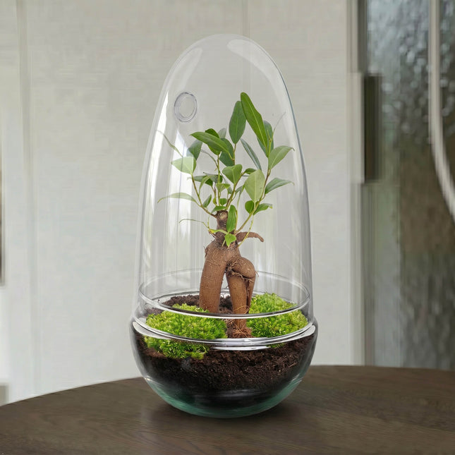 Egg Bonsai - Planten Terrarium - Tweedelige glazen stolp - DIY kit - Ecosysteem plant - Ø 12 cm ↑ 25 cm