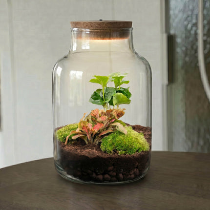 Kit de Terrarium DIY - Little Milky + Lumière LED - ↑ 25 cm
