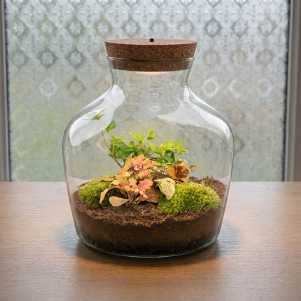 Little Joe Hedera Fittonia Ruby Lime - Terrarium avec lumière - Kit DIY jardin en bouteille - Ø 20 cm ↑ 22 cm