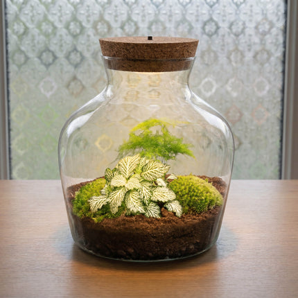 Little Joe Asparagus + Fittonia White Tiger - Terrarium with light - Bottle garden DIY kit - Ø 20 cm ↑ 22 cm