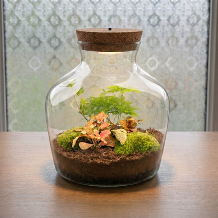 Little Joe Asparagus + Fittonia Ruby Lime - Terrarium ↑ 22 cm Ø 20 cm