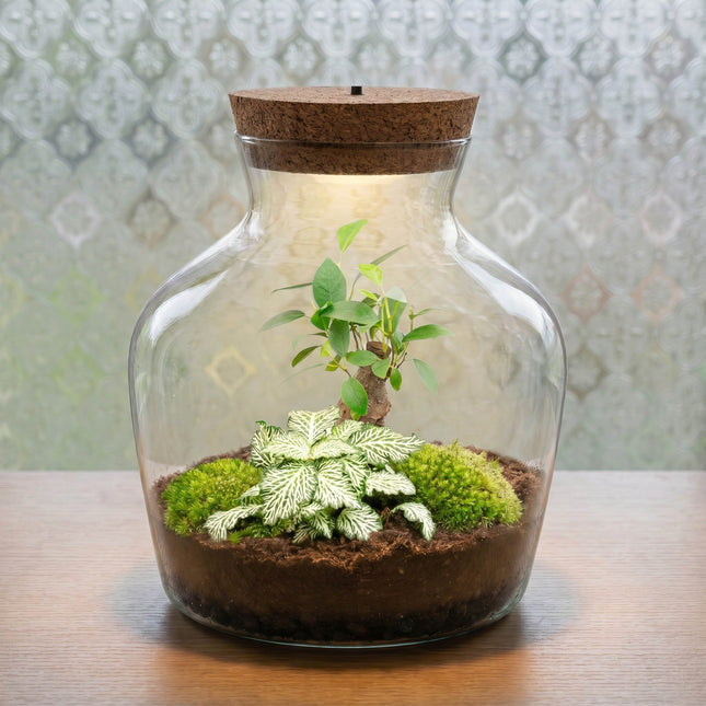 Little Joe Bonsai + Fittonia White Tiger - Planten Terrarium met licht - DIY kit - Ecosysteem plant - Ø 20 cm ↑ 22 cm