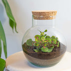 Fittonia Bubble Red