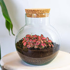Fittonia Red