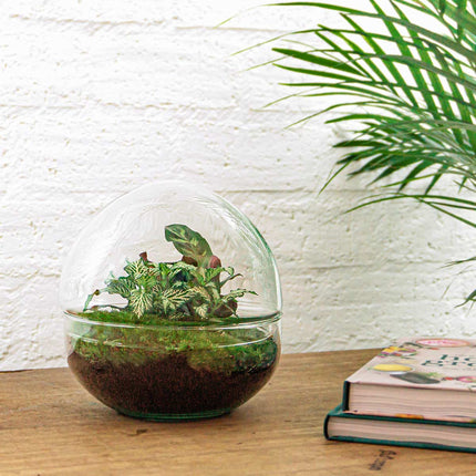 Dome - Two-part round glass terrarium - Bottle garden DIY kit - Ø 20 cm ↑ 20 cm
