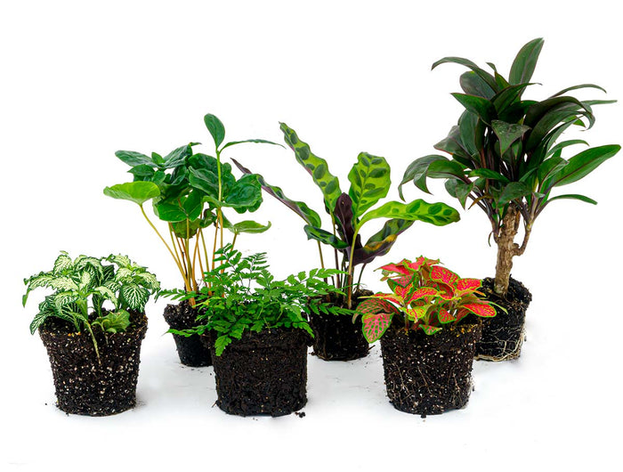 Terrarium planten