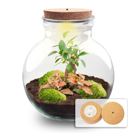Teddy Bonsai Red - Terrarium with light - Bottle garden DIY kit - Ø 25 cm ↑ 26,5 cm