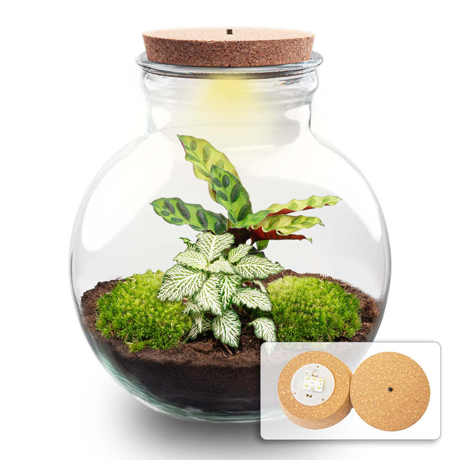 Teddy - Terrarium with light - Bottle garden DIY kit - Ø 25 cm ↑ 26,5 cm