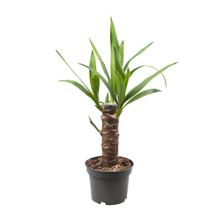 Yucca Elephantipes (Palmlelie) ↑ 40 cm