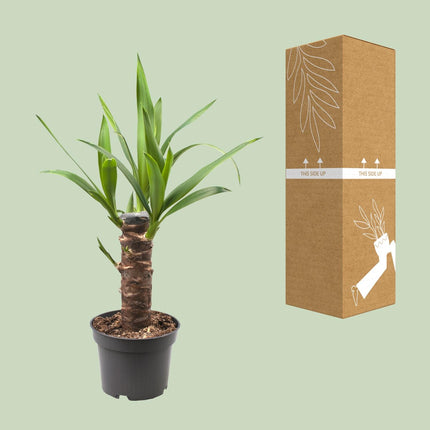 Yucca Elephantipes (Palmlelie) ↑ 40 cm