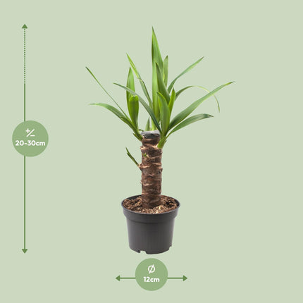 Yucca Elephantipes (Palmlelie) ↑ 40 cm