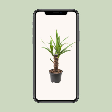 Yucca Elephantipes (Palmlelie) ↑ 40 cm