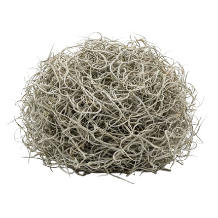 Getrocknetes Tillandsia Moos – 1L – 100 % Naturprodukt – Nur zur Dekoration – 25 cm Beutel