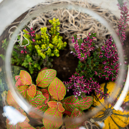 Emma Autumn – Glazen fles met herfstplanten en mini pompoenen – Herfst Terrarium DIY-set – Ø 23 cm ↑ 25 cm