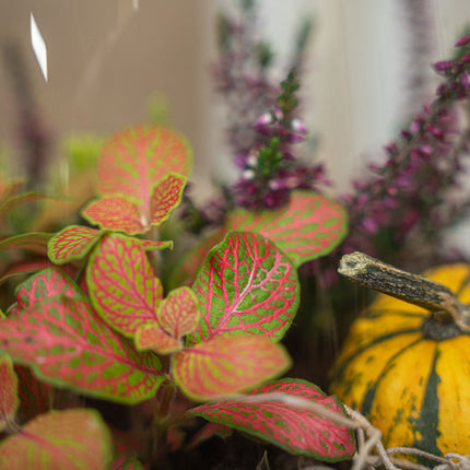 Emma Autumn – Glazen fles met herfstplanten en mini pompoenen – Herfst Terrarium DIY-set – Ø 23 cm ↑ 25 cm