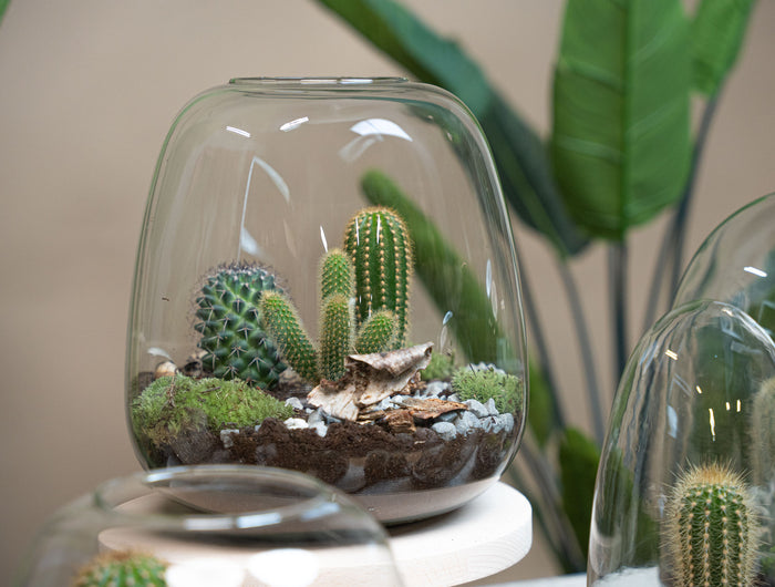 Open terrariums
