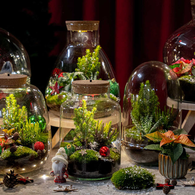 Tinsel - Winter terrarium - Bottle garden DIY kit - Ø 19 cm ↑ 20 cm