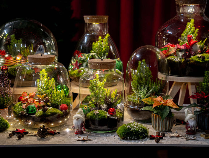 Celebrate the season with the Green Holidays collection!