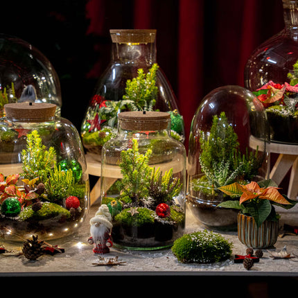 Mistle - Winter terrarium - Bottle garden DIY kit - Ø 29 cm ↑ 30