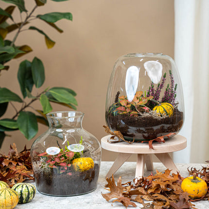 Emma Autumn – Glazen fles met herfstplanten en mini pompoenen – Herfst Terrarium DIY-set – Ø 23 cm ↑ 25 cm