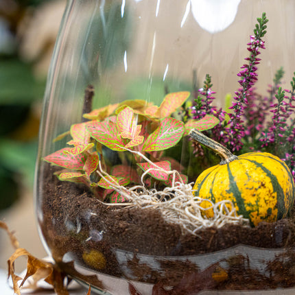 Emma Autumn – Glazen fles met herfstplanten en mini pompoenen – Herfst Terrarium DIY-set – Ø 23 cm ↑ 25 cm