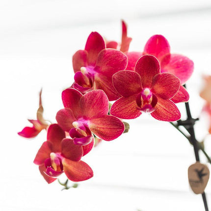 Orchidée Phalaenopsis rouge - Congo + pot Elite argenté - Taille du pot ↑ 40cm - Ø9cm