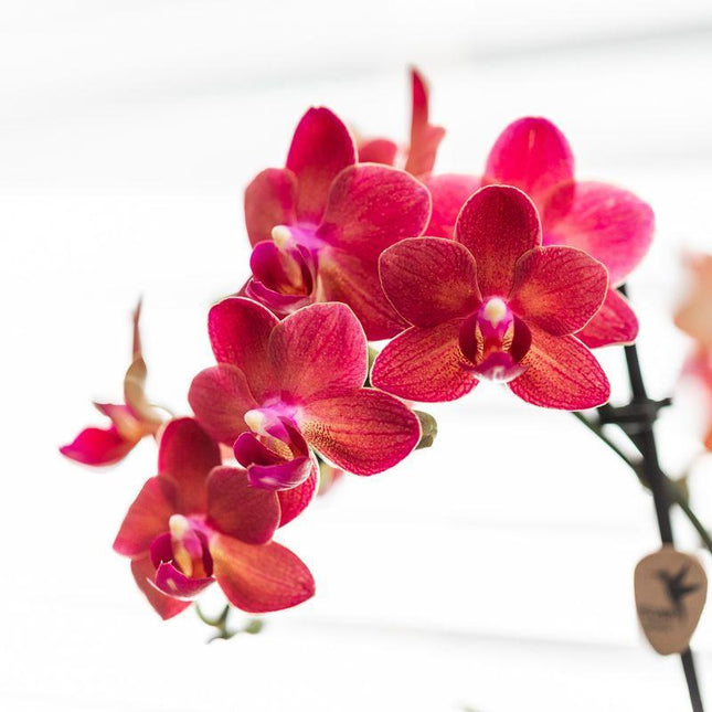 Red Phalaenopsis Orchid - Congo + Elite Silver Pot - Pot size Ø9cm - ↑ 40cm