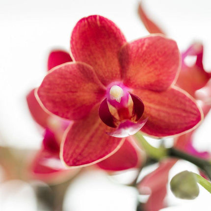 Orchidée Phalaenopsis rouge - Congo + pot Elite argenté - Taille du pot ↑ 40cm - Ø9cm